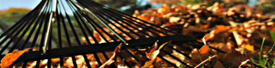 leaves