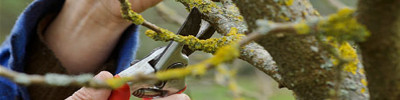 pruning