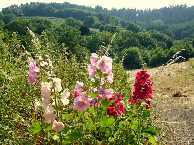 Hollyhock 2
